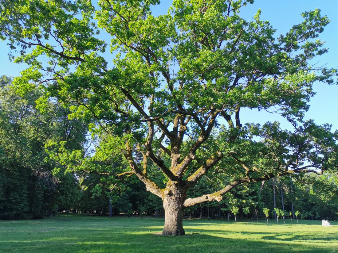 Park Mańkiewicze